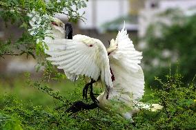 Black-headed Ibis Flock - India