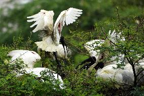 Black-headed Ibis Flock - India