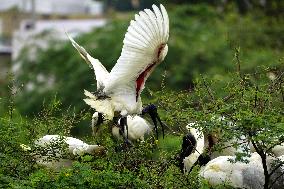 Black-headed Ibis Flock - India