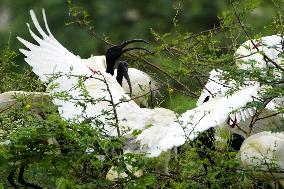 Black-headed Ibis Flock - India