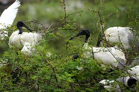 Black-headed Ibis Flock - India