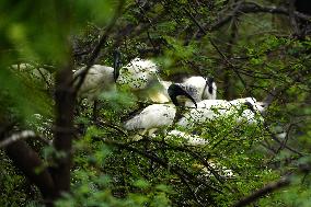 Black-headed Ibis Flock - India