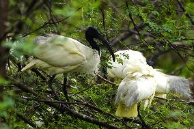 Black-headed Ibis Flock - India