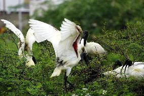 Black-headed Ibis Flock - India