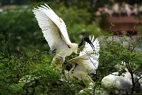 Black-headed Ibis Flock - India