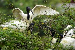 Black-headed Ibis Flock - India