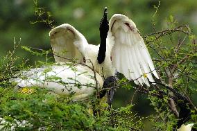 Black-headed Ibis Flock - India