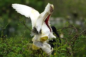 Black-headed Ibis Flock - India