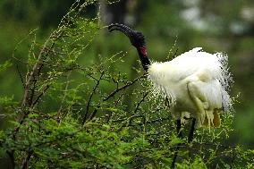 Black-headed Ibis Flock - India