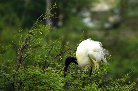 Black-headed Ibis Flock - India