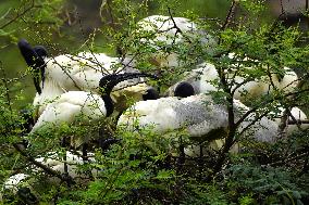 Black-headed Ibis Flock - India