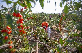 (VistaNingxia) CHINA-NINGXIA-TONGXIN COUNTY-GOJI BERRY-HARVEST (CN)