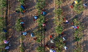 (VistaNingxia) CHINA-NINGXIA-TONGXIN COUNTY-GOJI BERRY-HARVEST (CN)