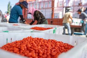 (VistaNingxia) CHINA-NINGXIA-TONGXIN COUNTY-GOJI BERRY-HARVEST (CN)