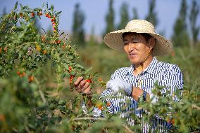 (VistaNingxia) CHINA-NINGXIA-TONGXIN COUNTY-GOJI BERRY-HARVEST (CN)