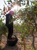 (VistaNingxia) CHINA-NINGXIA-TONGXIN COUNTY-GOJI BERRY-HARVEST (CN)