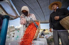 (VistaNingxia) CHINA-NINGXIA-TONGXIN COUNTY-GOJI BERRY-HARVEST (CN)