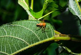 Animal India - Lynx Spider (Oxyopes Javanus)