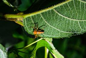 Animal India - Lynx Spider (Oxyopes Javanus)