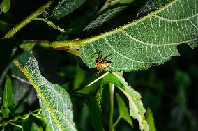 Animal India - Lynx Spider (Oxyopes Javanus)