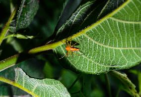 Animal India - Lynx Spider (Oxyopes Javanus)