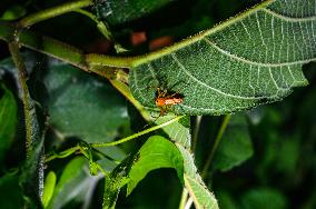 Animal India - Lynx Spider (Oxyopes Javanus)