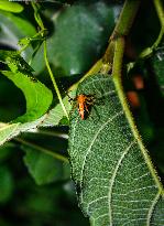 Animal India - Lynx Spider (Oxyopes Javanus)