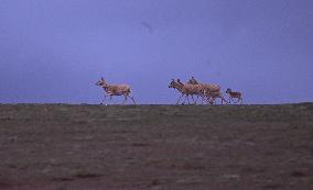 CHINA-QINGHAI-HOH XIL-TIBETAN ANTELOPES-BREEDING (CN)