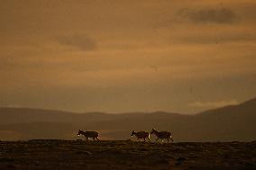 CHINA-QINGHAI-HOH XIL-TIBETAN ANTELOPES-BREEDING (CN)