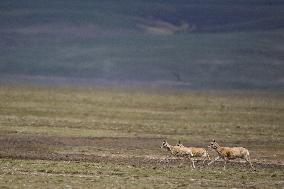 CHINA-QINGHAI-HOH XIL-TIBETAN ANTELOPES-BREEDING (CN)