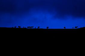 CHINA-QINGHAI-HOH XIL-TIBETAN ANTELOPES-BREEDING (CN)