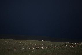 CHINA-QINGHAI-HOH XIL-TIBETAN ANTELOPES-BREEDING (CN)