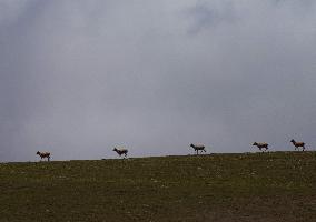 CHINA-QINGHAI-HOH XIL-TIBETAN ANTELOPES-BREEDING (CN)