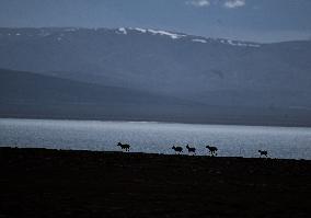 CHINA-QINGHAI-HOH XIL-TIBETAN ANTELOPES-BREEDING (CN)