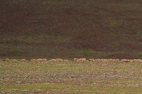 CHINA-QINGHAI-HOH XIL-TIBETAN ANTELOPES-BREEDING (CN)