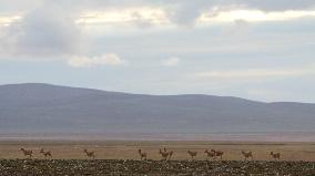 CHINA-QINGHAI-HOH XIL-TIBETAN ANTELOPES-BREEDING (CN)