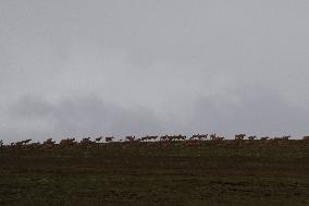 CHINA-QINGHAI-HOH XIL-TIBETAN ANTELOPES-BREEDING (CN)