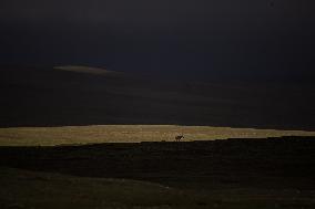 CHINA-QINGHAI-HOH XIL-TIBETAN ANTELOPES-BREEDING (CN)