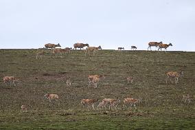 CHINA-QINGHAI-HOH XIL-TIBETAN ANTELOPES-BREEDING (CN)