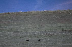 CHINA-QINGHAI-HOH XIL-TIBETAN ANTELOPES-BREEDING (CN)