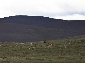 CHINA-QINGHAI-HOH XIL-TIBETAN ANTELOPES-BREEDING (CN)