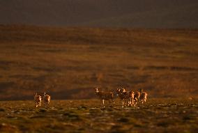 CHINA-QINGHAI-HOH XIL-TIBETAN ANTELOPES-BREEDING (CN)