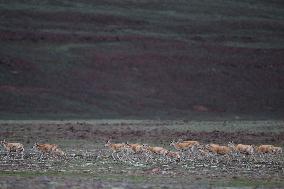 CHINA-QINGHAI-HOH XIL-TIBETAN ANTELOPES-BREEDING (CN)