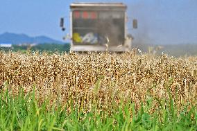 The Total Output of Summer Grain Increase in 2024