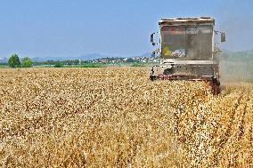 The Total Output of Summer Grain Increase in 2024