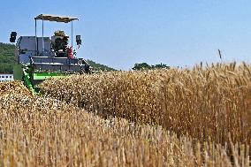 The Total Output of Summer Grain Increase in 2024