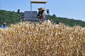 The Total Output of Summer Grain Increase in 2024