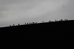 Tibetan Antelope Breeding - China