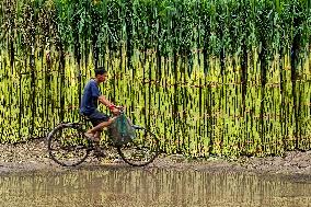 Daily Life In Kolkata.