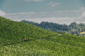 Vineyards In Stuttgart, Germany